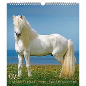 Falinaptr Horses 2024, 30  34 cm (naptr)