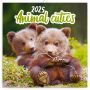 Lemeznaptr Animal Cuties 2024, 30  30 cm